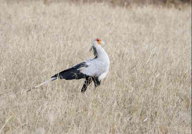 Secretary bird Kenya savannah