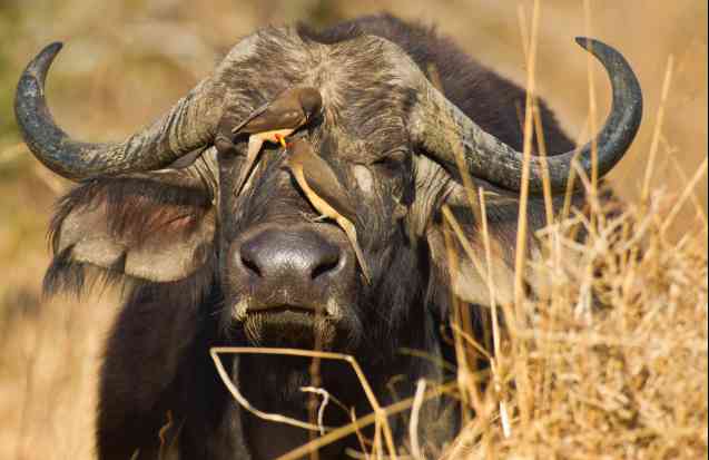 Kenya big 5 birding, African ox-pecker