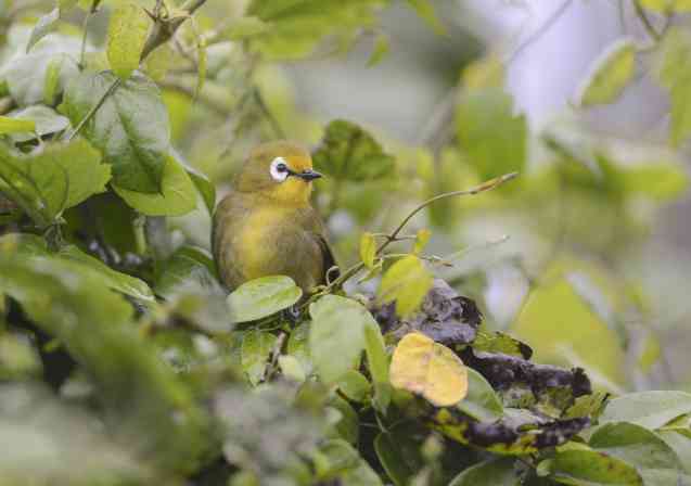 Broad-ringed white eye, Aberdare National Park, Kenya