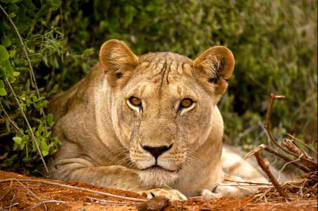 Tsavo lion