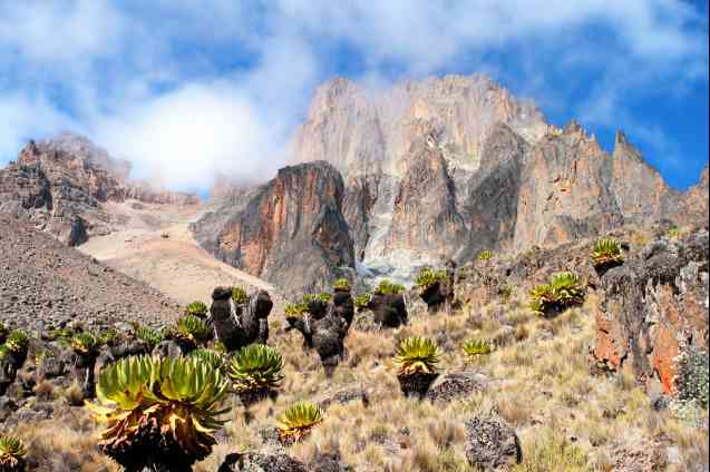 Mount Kenya birding habitat