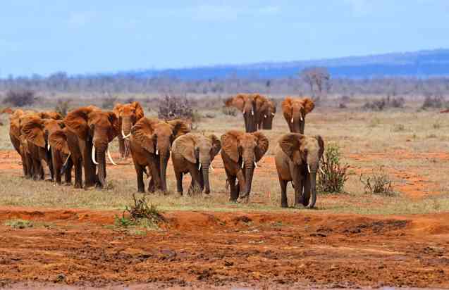 Tsavo elephants