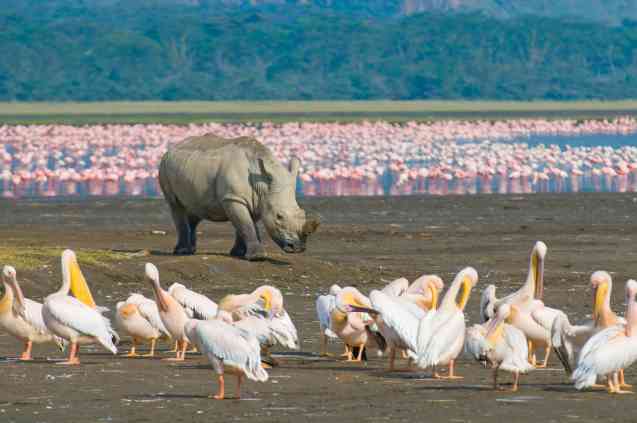 White rhino and pelicans, Lake Nakuru