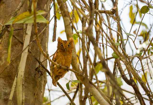 Sokoke scops owl, Kenya birds