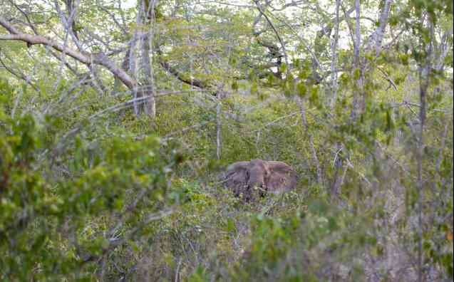 Forest elephant Arabuko Sokoke Forest Kenya safari