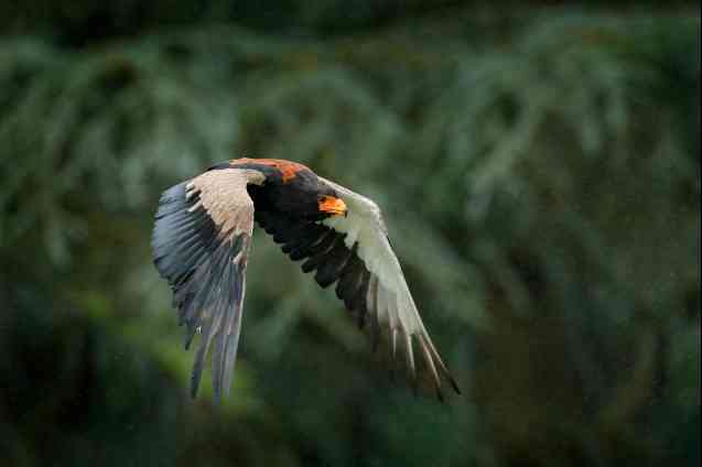 Bataleur eagle, bird safari Kenya