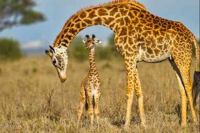 Nairobi National Park, Kenya