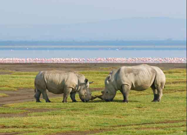 Rhinos in Lake Nakuru National Park, Kenya