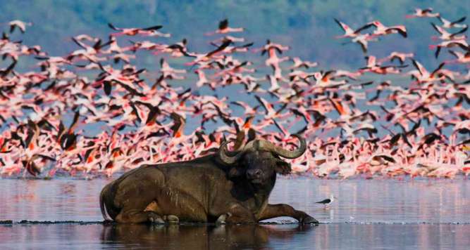 Buffalo in water with flamingos