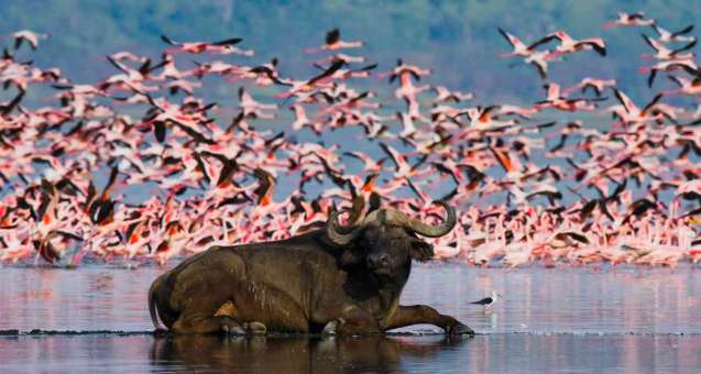 Buffalo in water with flamingos