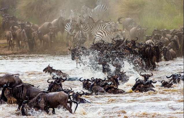 Masai mara migration