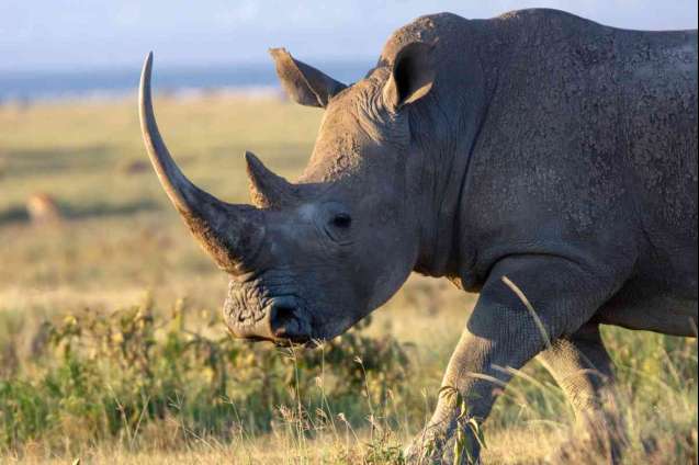 White rhino at lake naivasha