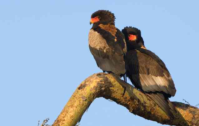 Bateleur eagle, Kenya safari