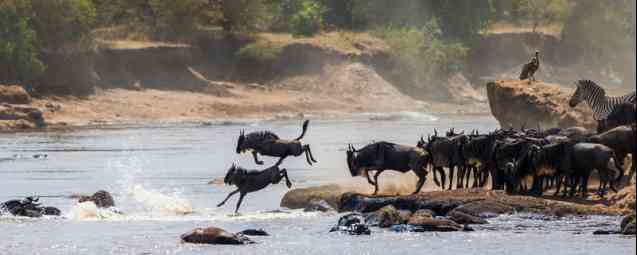 Wildebeest migration river crossing, Masai Mara