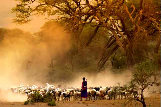 Traditionally nomadic, Maasai are cattle and goat herders
