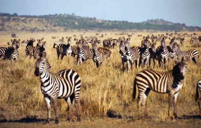 Wildlife safari in Tanzania