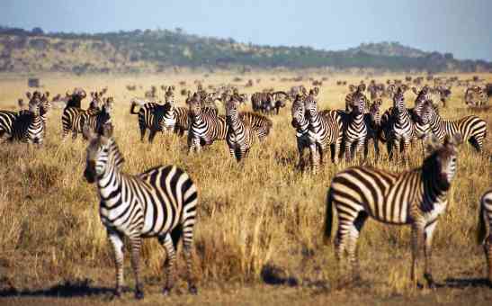 When is the Best Time to Visit Tanzania for Wildlife Safaris & More?