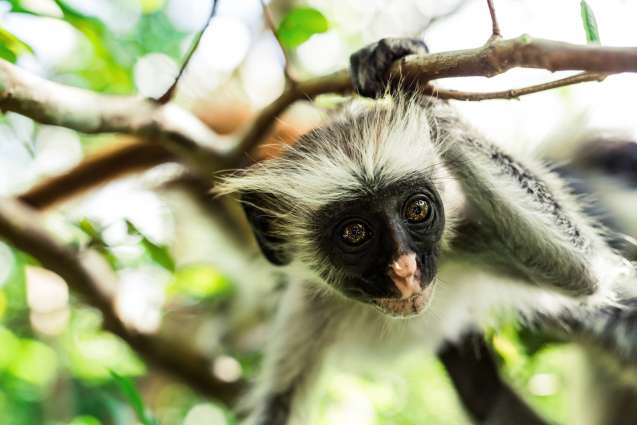 Colobus monkey in Zanzibar