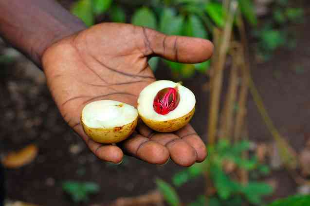 Nutmeg on Zanzibar spice tour
