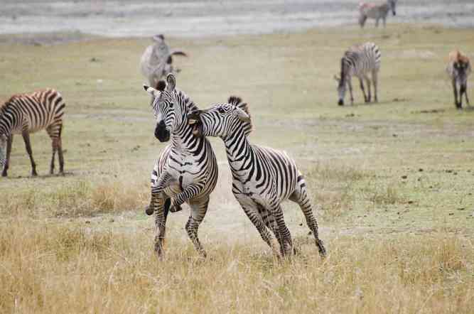 Ngorongoro Crater Tanzania safaris