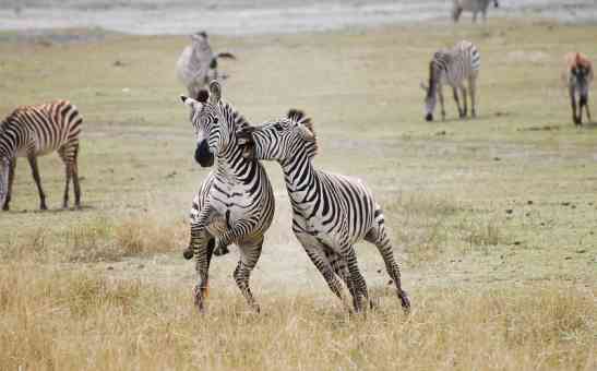 9 of the Best Places to Visit on Safari in Tanzania