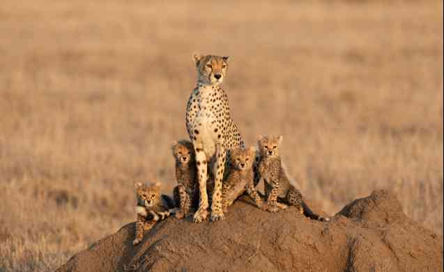 Serengeti safari in Tanzania