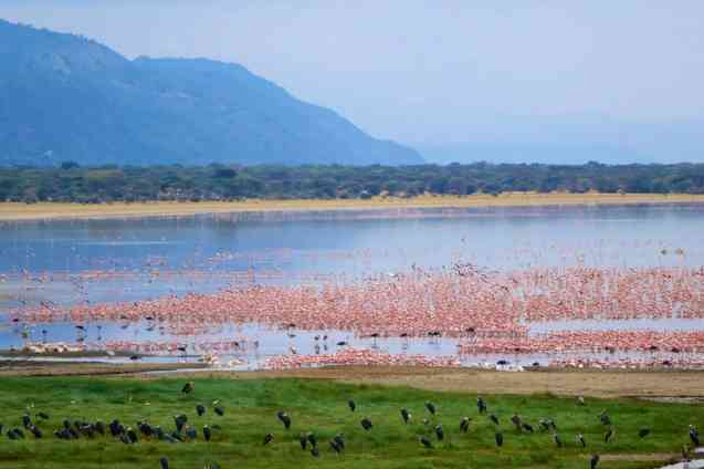 Flamingos on safari in Tanzania