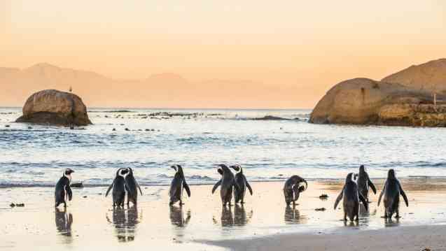 Boulders Beach Cape Town