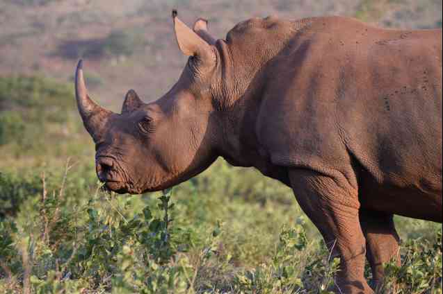Hluhluwe South Africa safari
