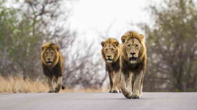 Kruger safari lions