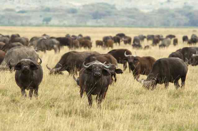 Buffalo, Tanzania safari
