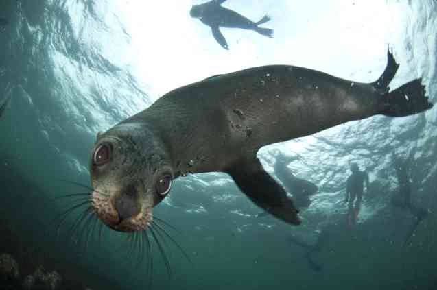 Seal snorkelling in Cape Town, South Africa