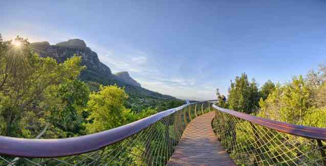 Kirstenbosch Botanical Garden, The Boomslang Tree Walk