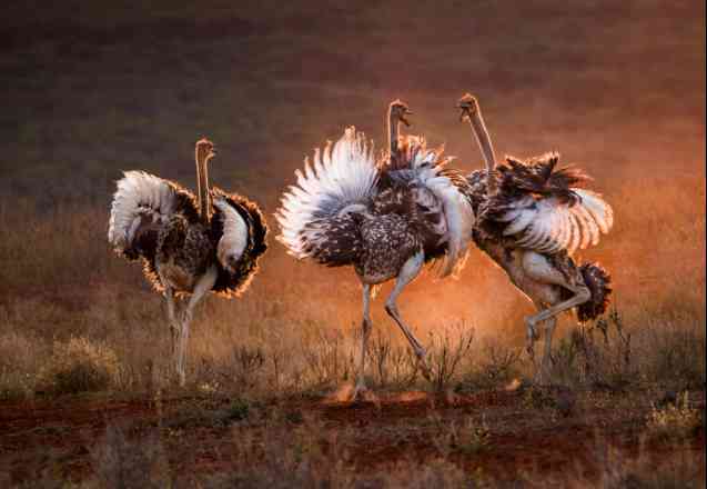 South African safari ostriches