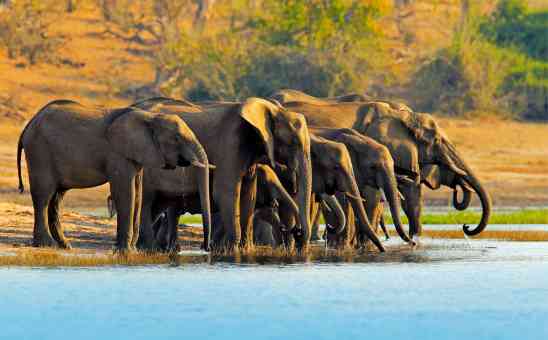 Best Time to Visit Botswana for an epic Wildlife Safari
