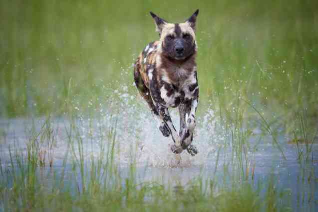 When to visit Botswana