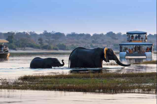 Chobe River boat cruise