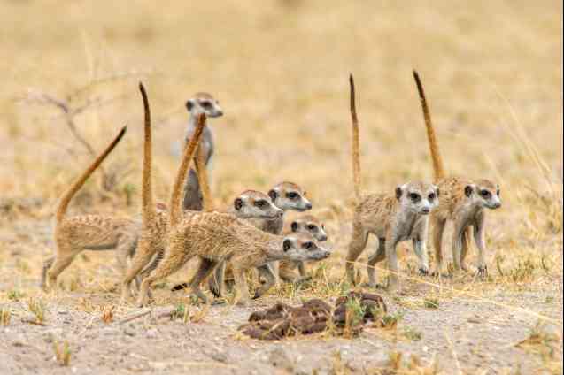 Kalahari Desert Botswana, meerkats
