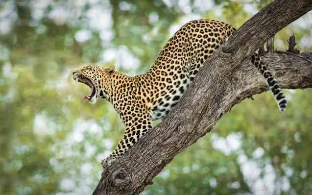 Khwai Botswana safari leopard