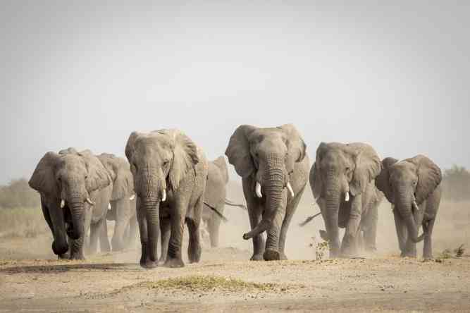 Botswana safari elephants, Africa