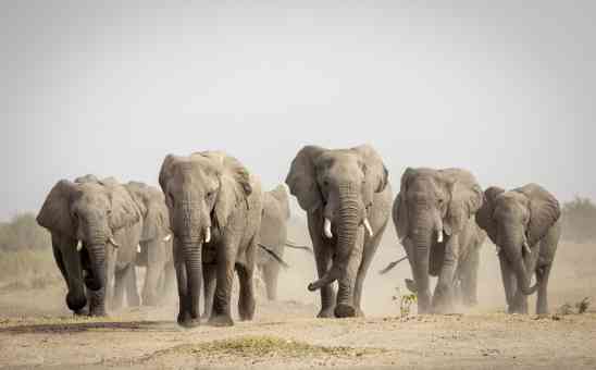 8 Reasons to Choose Botswana for your Africa Overland Tour