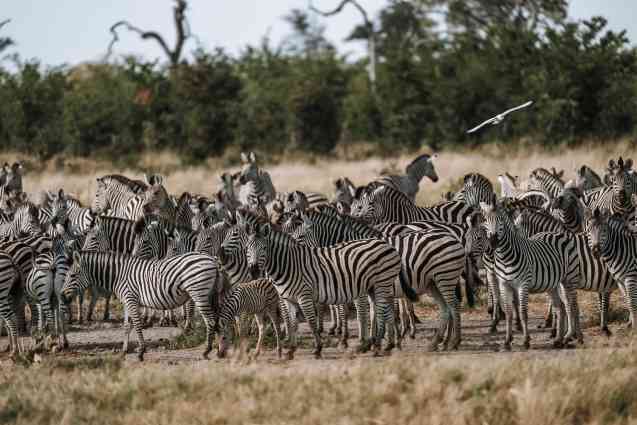 Zebra Botswana safari adventure