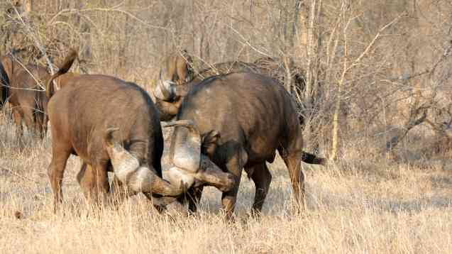 African buffalo, Kruger National Park