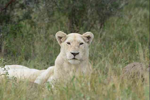 Timbavati white lion, South Africa safari