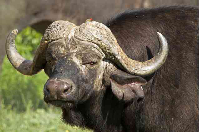 Kruger Safari Big 5, buffalo