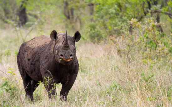 How Much Does a Kruger National Park Safari Cost? (Budget Guide)