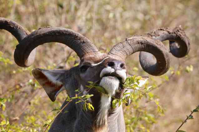 Kudu, Kruger National Park safari Cost