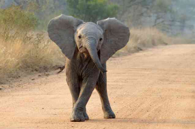 Elephant, Kruger National Park safari