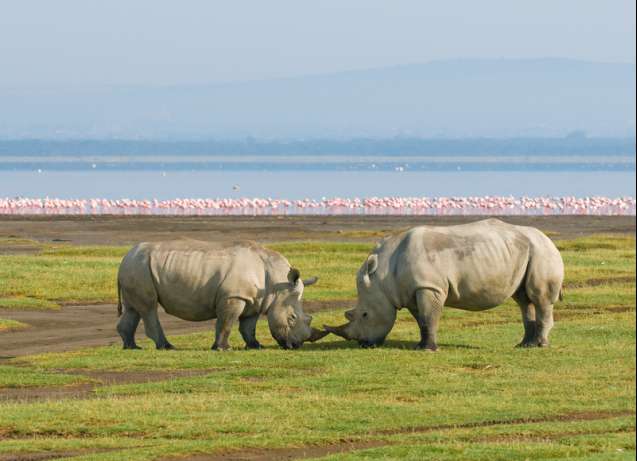 Lake Nakuru rhinos in Kenya