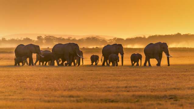 Elephants at sunset on safari in Africa